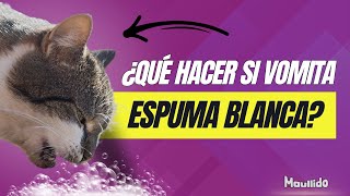 ¿Por Qué Mi Gato Vomita Espuma Blanca Causas Comunes y Soluciones [upl. by Ahsar162]