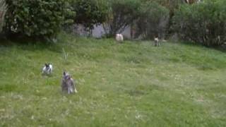 Fox Terriers Playing with Other Dogs in Back Yard [upl. by Osana]