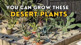 🌵🇬🇧 UK gardeners can grow these desert plants outdoors [upl. by Llehcam804]