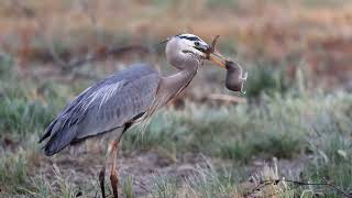 Great Blue Heron in 4K catches 3 gophers [upl. by Aerb]