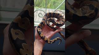 Yellow Belly BallPython Pixelline snake ballpython [upl. by Nagah]