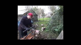 quot Zeg kwezelken wilde gij dansen quotshort1 harmonica funny woodwork animals shortsvideo [upl. by Arrik]