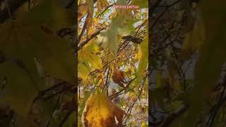 The Kashmir most Famous Chiner tree leap treding🍁🍁🍂 [upl. by Iztim]