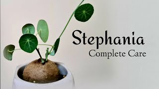 How to Repot Stephania Erecta [upl. by Ambros945]