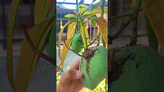 Watch Until The End This Is How To Plant Mango From Fruit So Easy gardening mangotree [upl. by Lachish]