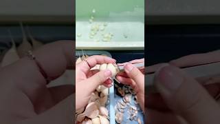 Garlic peeling process [upl. by Eleda]