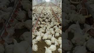 poultry farm broiler chicken murgi farm hen farm kombdi kukda kukra [upl. by Lunn579]