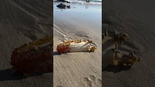 Cuttlefish bone washed up with what seems to be hermit crabs claiming a home with a bite mark [upl. by Czarra]