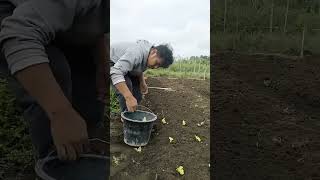 Proses tanam daun selada [upl. by Fabiano]