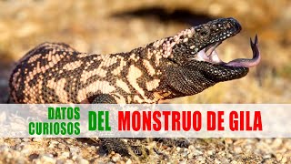 El monstruo de Gila Heloderma suspectum  Datos curiosos de animales [upl. by Camile]