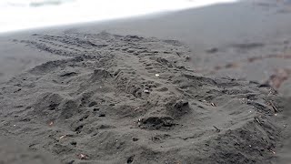 Leatherback Sea Turtles leave huge tracks on sand [upl. by Tearle]