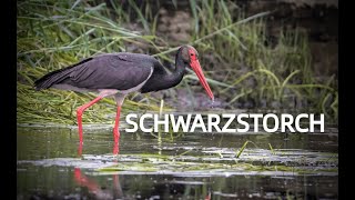 SCHWARZSTORCH 💮Zwitscherportrait💮 kleinfein  Video Bild Rufe Steckbrief [upl. by Beuthel]