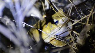 Sapo ferreiro Hypsiboas faber [upl. by Balthasar]