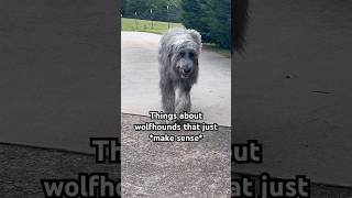 Things about wolfhounds that JUST MAKE SENSE 😅 irishwolfhound [upl. by Bevus]