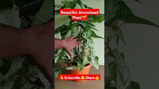 Beautiful Arrowhead Plant🌱 shorts viralvideo gardening arrowheadplant syngonium plantcare [upl. by Rosemarie]