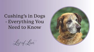 Cushings in Dogs  Everything You Need to Know [upl. by Pazice574]