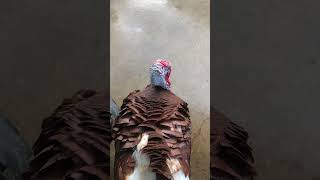 Acting like dogs birds funnyanimals nature funny shorts short turkey turkeylovers [upl. by Paapanen]