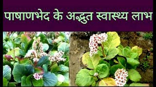 Amazing Health Benefits Of Pashanbhed Indian Coleus  Plectranthus Barbatus [upl. by Hefter]