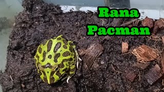 Rana Pacman 🐸 ceratophrys [upl. by Enicul257]