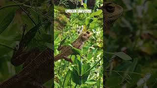 Iguana iguana wildlife unseenuniverse [upl. by Iams]