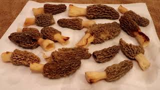 Morel Mushrooms Finding Harvesting Cleaning Dehydrating [upl. by Shandra101]