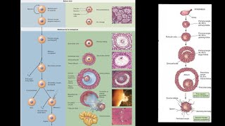 General Embryology  Oogenesis  NDVSU  1st Year ANATOMY Lecture [upl. by Herriott]