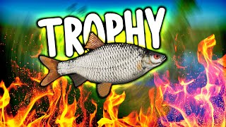 TROPHY ROACH SPOT LUDNICA  SURA RIVER  Russian Fishing 4 [upl. by Yklam]