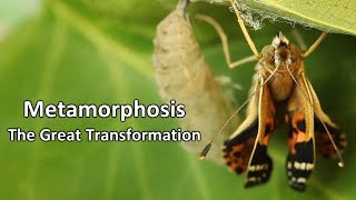 Metamorphosis  The Great Transformation [upl. by Benioff]