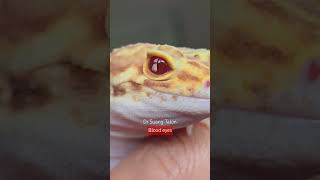 Eyes of a gecko spoky and blood eyes geckoleopard gecko eyes [upl. by Harret]