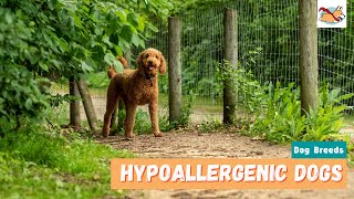 Hypoallergenic Dogs 20 Cutest Dogs For Families With Allergies [upl. by Phalan]