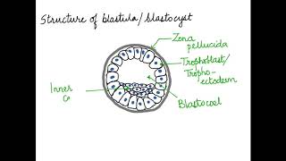 HOW TO DRAW THE BLASTULABLASTOCYST CH 3 CBSEISCNEET 12 [upl. by Nwahser293]