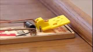 Victor Easy Set Mouse Trap [upl. by Ifok]