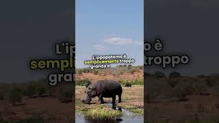 Giaguari vs Ippopotami viral shorts video tiktok animali [upl. by Slinkman]