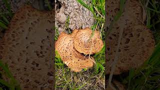 Pheasant Back mushrooms across the street shorts gardening mushroom [upl. by Itsyrc52]