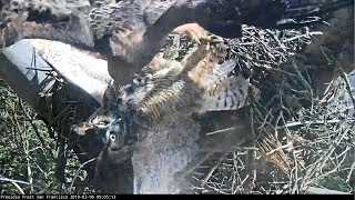 RedTail Hawk Forces GreatHorned Owl Off Nest [upl. by Cornwell750]