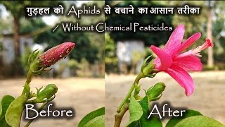 How to control Aphids on Hibiscus  अड़हुल को कीड़ों से कैसे बचाएँ [upl. by Carissa19]