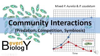 Community Interactions Competition Predation Symbiosis [upl. by Ramed685]