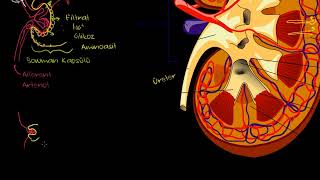 Böbrek ve Nefron Biyoloji Sağlık Bilgisi ve Tıp [upl. by Iras806]