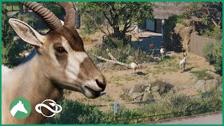 Addax Habitat  Elm Hill City Zoo  Planet Zoo [upl. by Sofie]