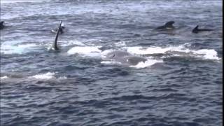 Overwhelming mating scene of Sperm whales end April 2013  Pottwalpaarung [upl. by Hsan]