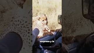 Cheetah se acerca a hombre [upl. by Ziagos]