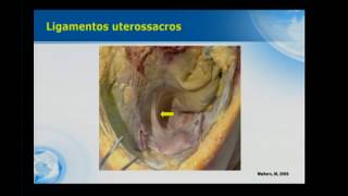 Webinar  Anatomia Piso Pelvico [upl. by Alick]