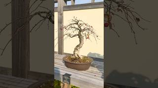 Cotoneaster Bonsai in Fall bonsai bonsaitree bonsaigarden garden gardening tree plants [upl. by Warila237]