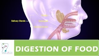 DIGESTION OF FOOD PART  01 [upl. by Putscher]