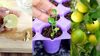 quot1 seed  2 plantquot Trick to grow Lemon plant at home  Nimbu घर पे ऊगा सकते हैं [upl. by Niriam]