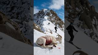 Kind Skier Rescues Seriously Injured Horned Sheep [upl. by Mcconaghy]