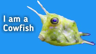 Longhorn Cowfish  Swimming and Eating Algea [upl. by Faubion]