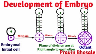 Embryogenesis  Development of Embryo Plants  Pravin Bhosale [upl. by Aicilana356]