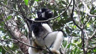 ペリネ（アンダシベ） インドリの啼き声 INDRI CALLING PERINET RESERVE [upl. by Adora150]