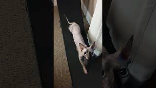 sweet hairless cat gets some exercise 🐈❤️ [upl. by Nnyleahs]